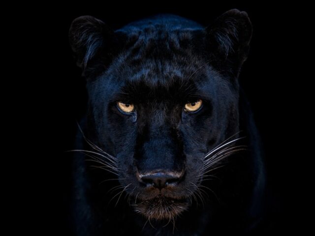 David Yarrow Exhibition & Book Release