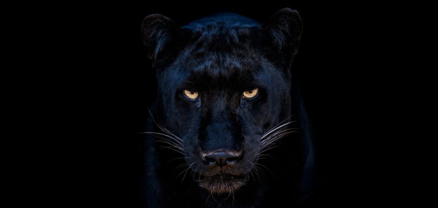 David Yarrow Exhibition & Book Release